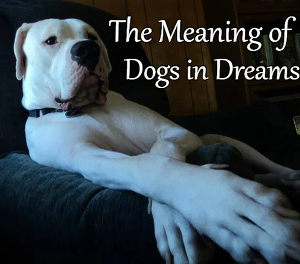 개 꿈해몽 40가지, 강아지꿈 풀이 숨겨진 의미? 태몽?