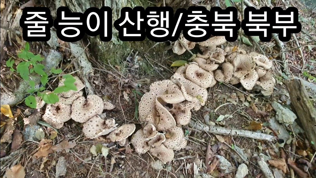 약초]줄능이 버섯산행2부/충북 북부/버섯 입문 가이드 - Youtube