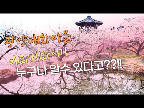 광양매화마을 매화개화시기 누구나 알수 있다고?