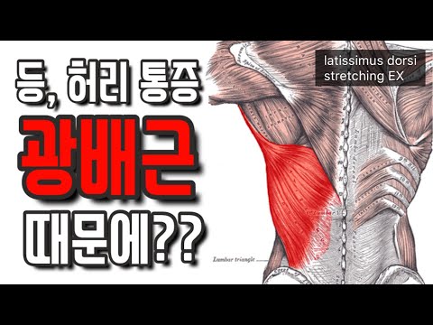 등, 허리 통증 광배근 때문일 수도 있습니다