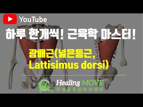 #2-14.광배근(넓은등근,lattisimus dorsi)/근육학 마스터/referred pain/MPS/trigger point/힐링무브/healing move/자세움직임