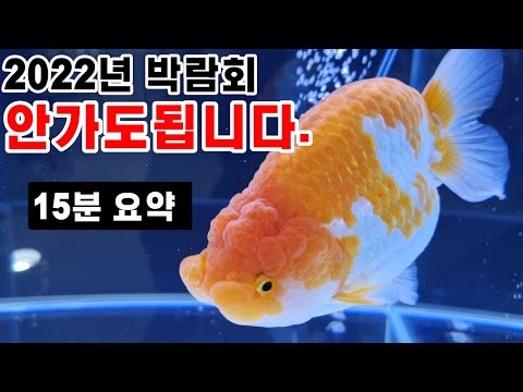 (4K)2022관상어 박람회 이것만 보면 끝납니다. 15분 몰아보기!