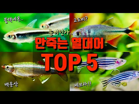 키우기 쉬운 물고기 열대어 TOP5 (백운산, 베타, 제브라다니오) 구피는 진짜 아닙니다..