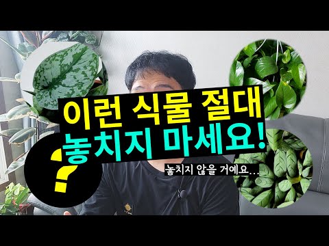 놓쳐서는 안 될 키우기 쉬운 싱싱한 관엽식물종류