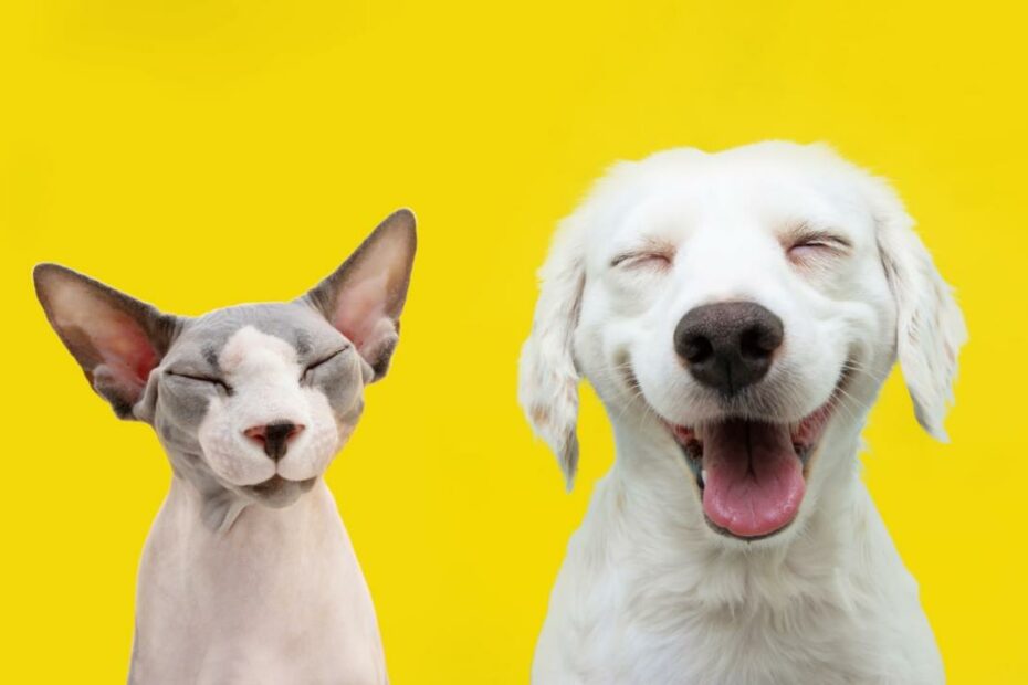 8 Expert Tricks To Help Your Cat And Dog To Get Along