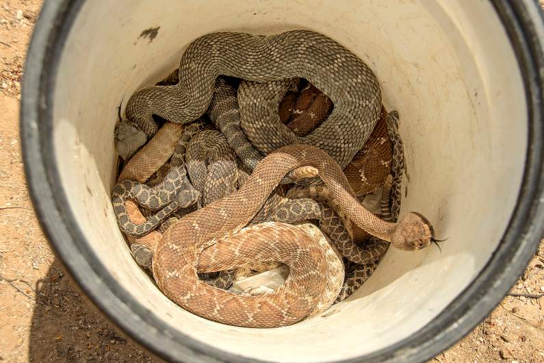 Rattlesnake Bites Are On The Rise In California. Here'S What To Do If You  Are Bitten – Orange County Register