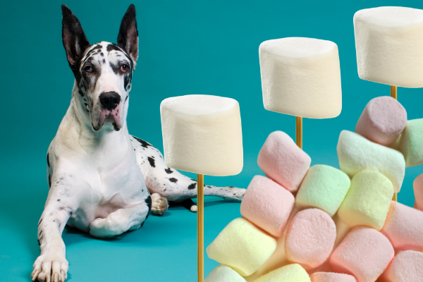 Can Dogs Eat Marshmallows? No, But Here Are 2 Kinds Dogs Can Eat - Rocky  Kanaka