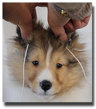 How To Have Perfect Sheltie Ears