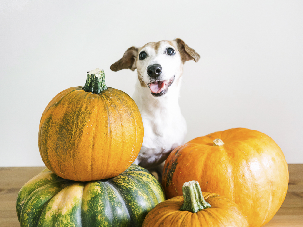Can Dogs Eat Pumpkin? Health Benefits Of Pumpkin For Dogs · The Wildest