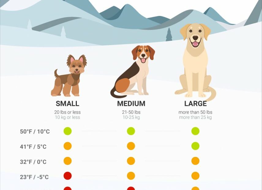How Cold Is Too Cold For Dogs? Find Out Now. - Tractive