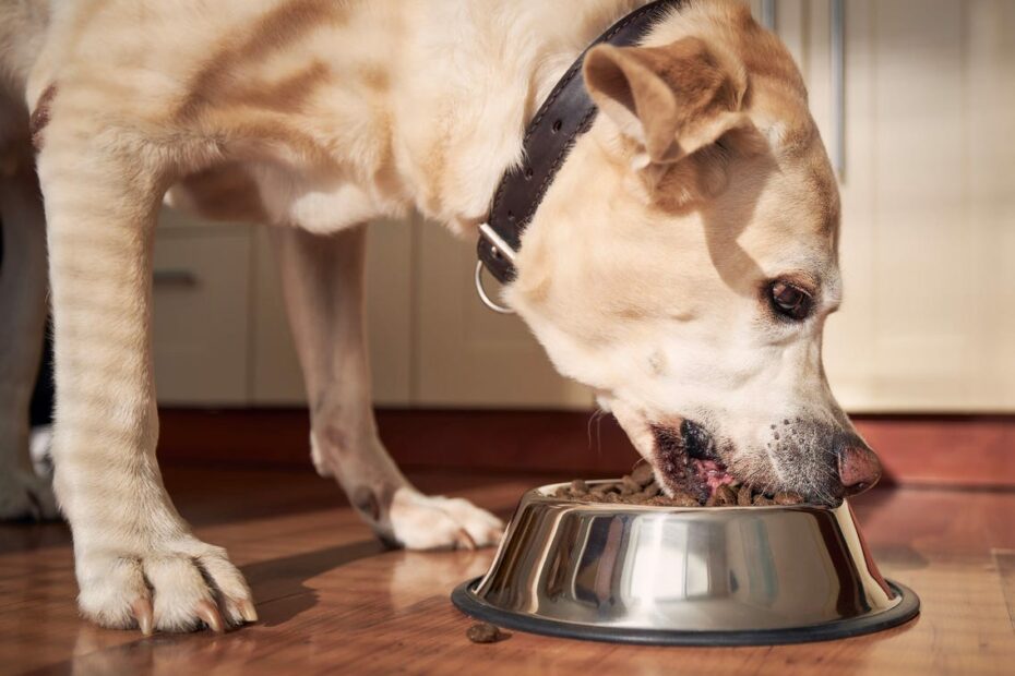 The Best Senior Dog Food Of 2023