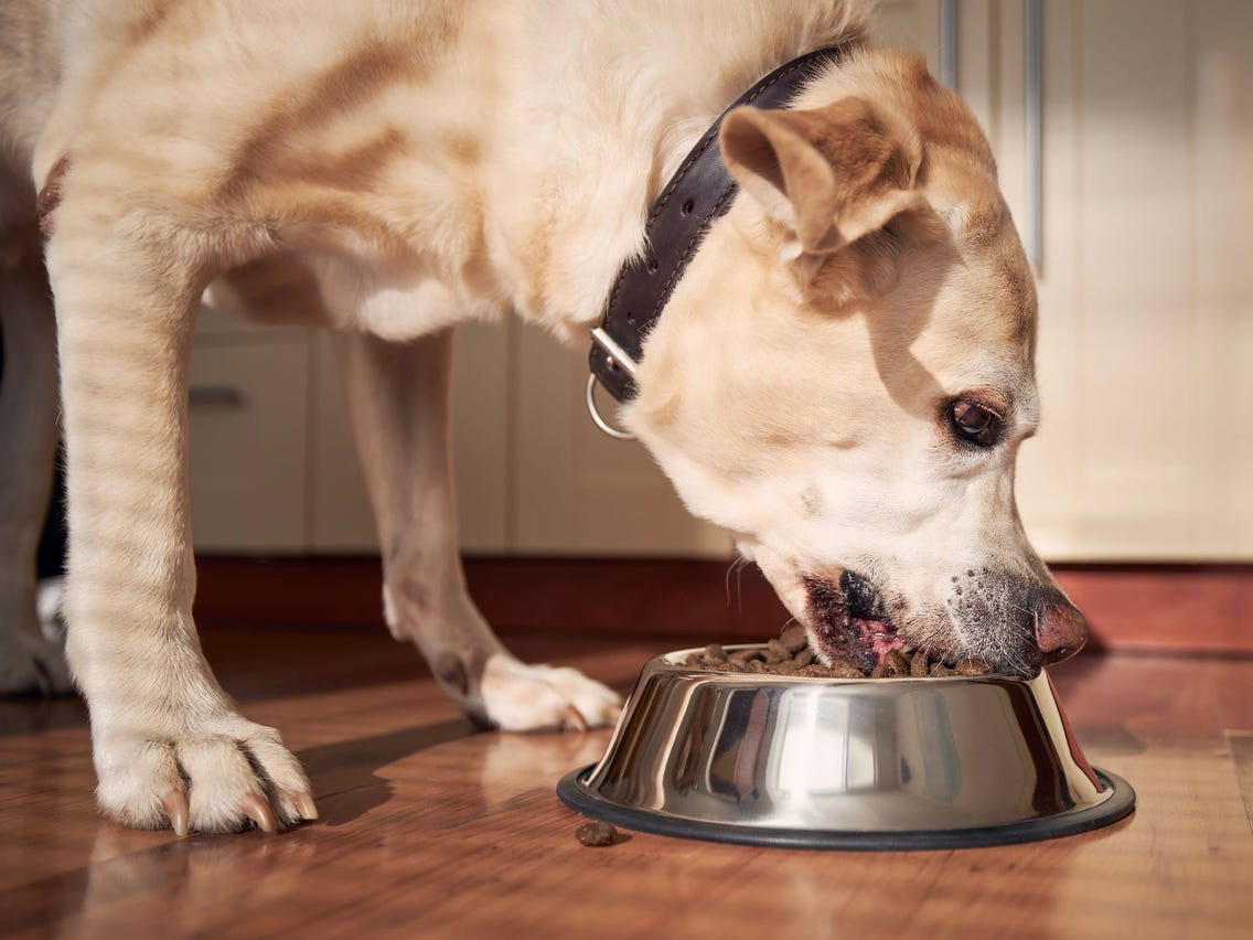 The Best Senior Dog Food Of 2023