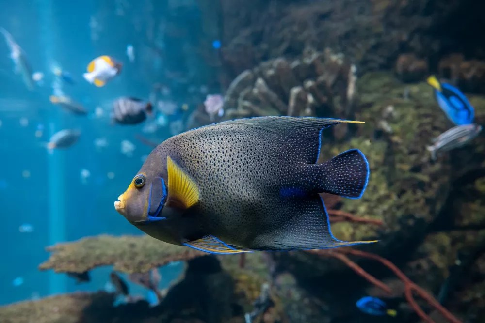 Can Saltwater Fish Live In Freshwater? No - Fun Fish Tanks