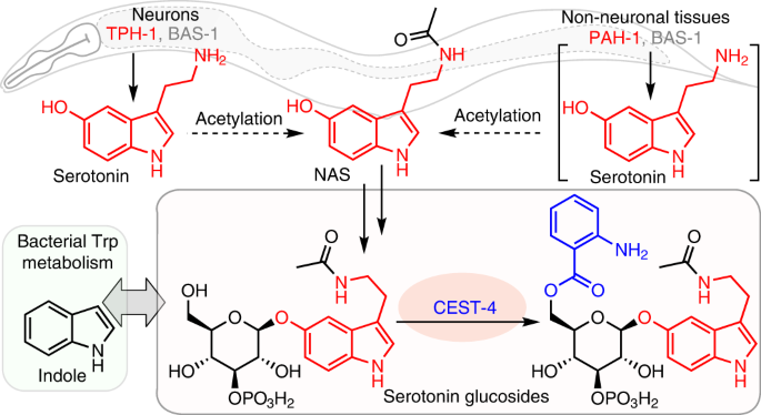 Parallel Pathways For Serotonin Biosynthesis And Metabolism In C. Elegans |  Nature Chemical Biology