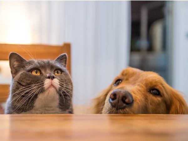 Everything You Need To Know About Getting A Cat And Dog