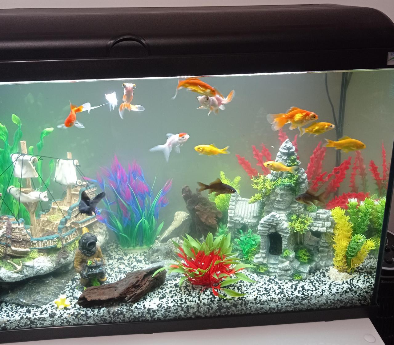 Am I Able To Keep 4 Telescope Fish In This 100 Litre Tank?I Heard They Can  Grow To 8 Inches,They Seem To Get Along Well But Idk If They Feel  Comfortable In