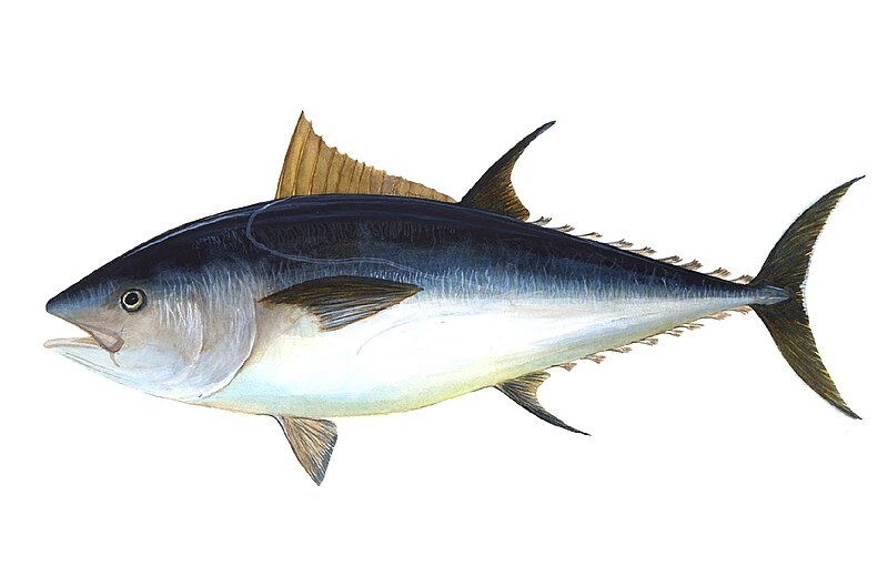 Atlantic Bluefin Tuna - Wikipedia