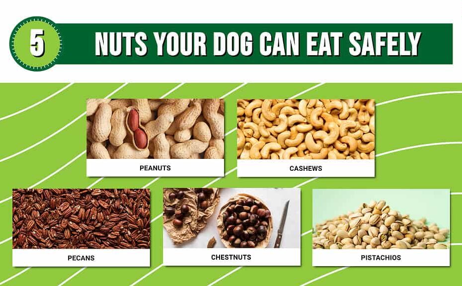 5 Nuts Your Dogs Can Eat Safely, And 4 To Avoid - Az Animals