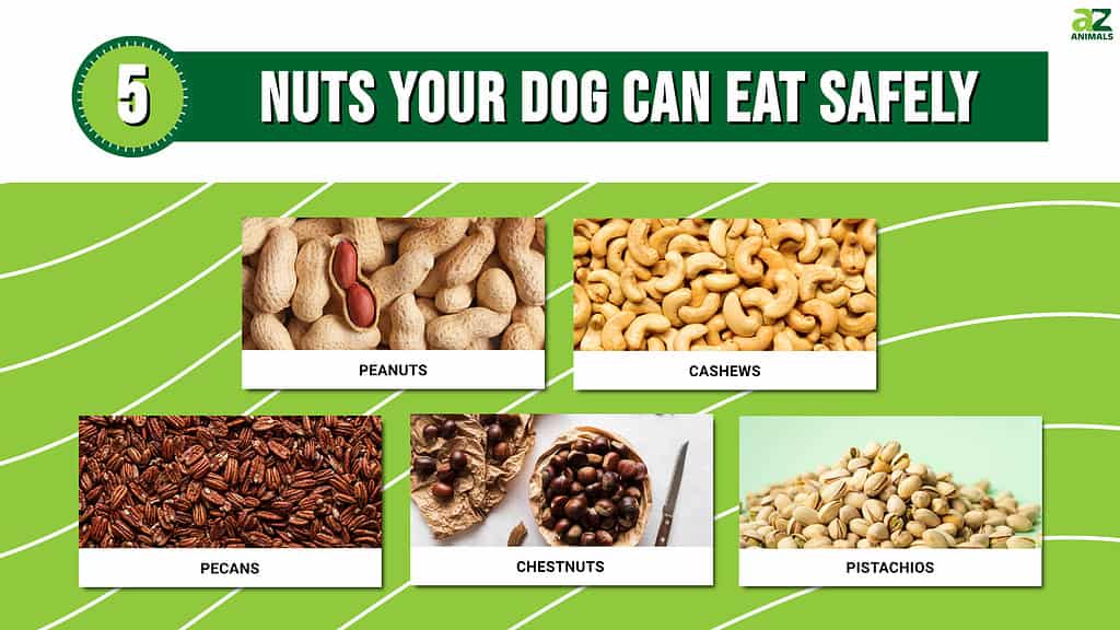 5 Nuts Your Dogs Can Eat Safely, And 4 To Avoid - Az Animals