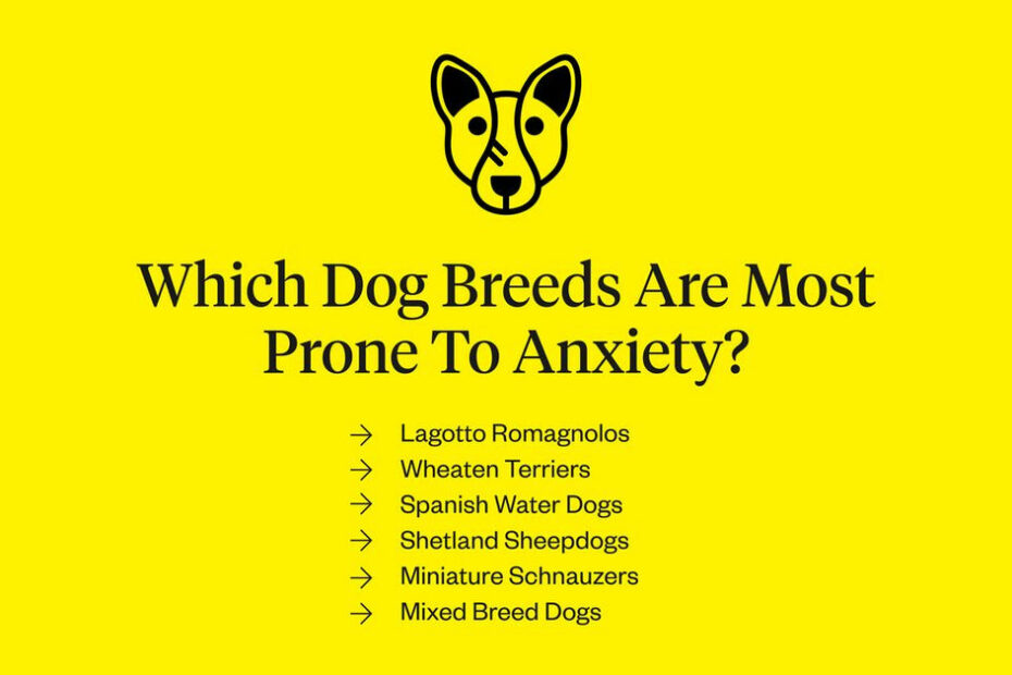 Anxious Dog Breeds: Dogs That Are More Prone To Anxiety | Dutch