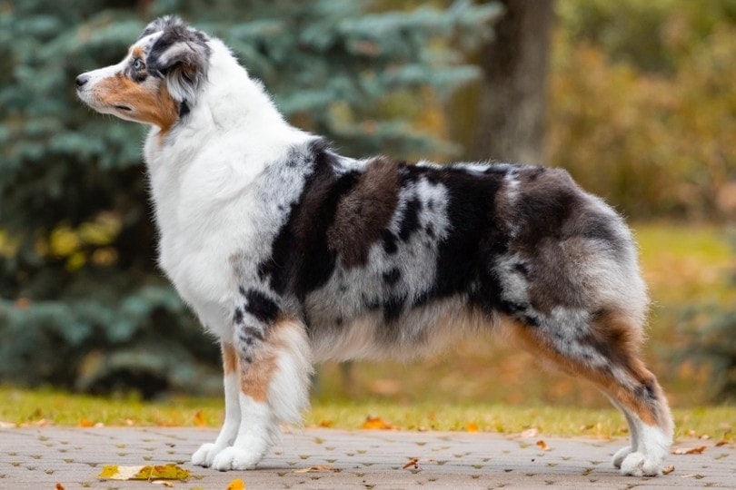 Blue Merle Australian Shepherd: Interesting Facts, Info & Pictures | Hepper