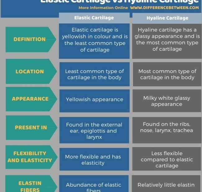 Difference Between Elastic Cartilage And Hyaline Cartilage | Compare The Difference  Between Similar Terms