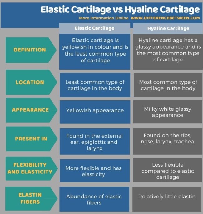 Difference Between Elastic Cartilage And Hyaline Cartilage | Compare The Difference  Between Similar Terms