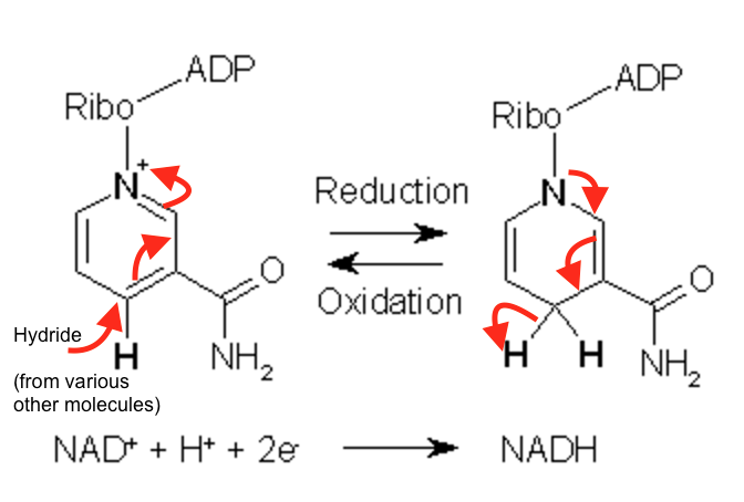 Difference Between Nad+ Nadh And Nadph | Compare The Difference Between  Similar Terms