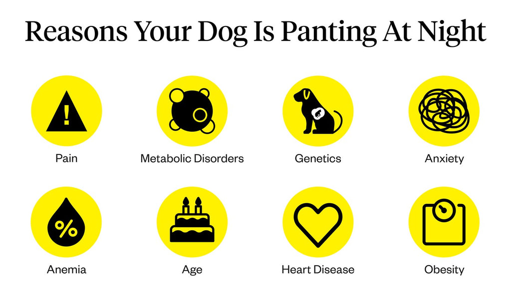 10 Reasons Why Your Dog Is Panting At Night | Dutch