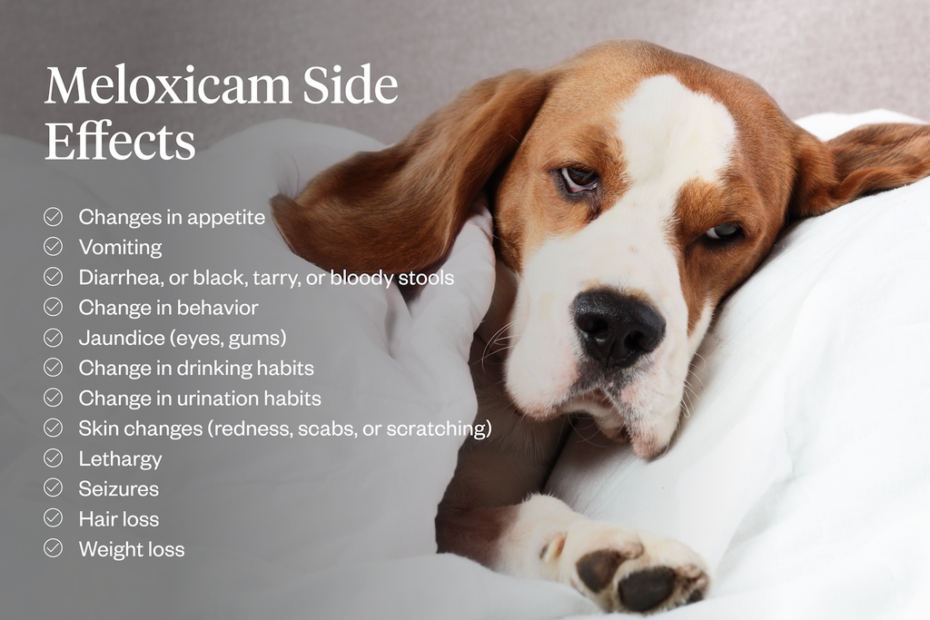 Meloxicam For Dogs: Uses, Side Effects & Safety | Dutch