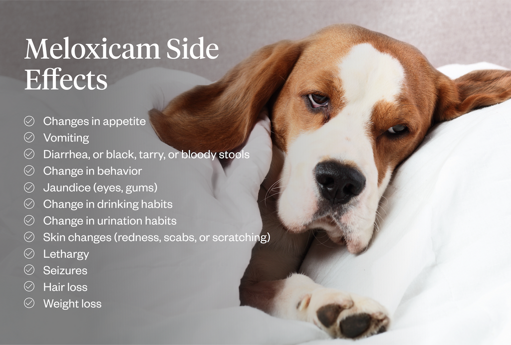 Meloxicam For Dogs: Uses, Side Effects & Safety | Dutch