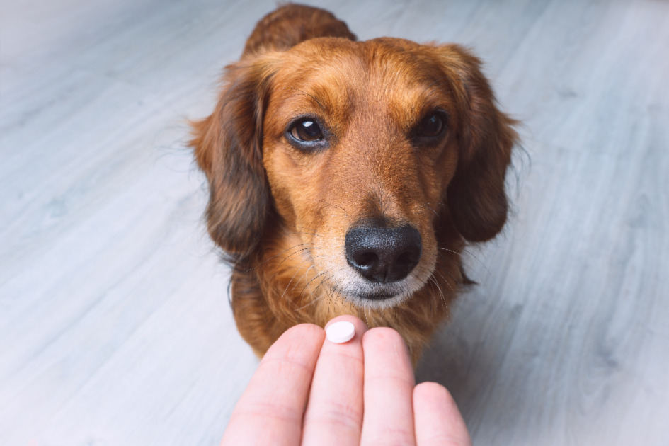 Easy Ways To Give Your Dog A Pill￼ - Doggybiome