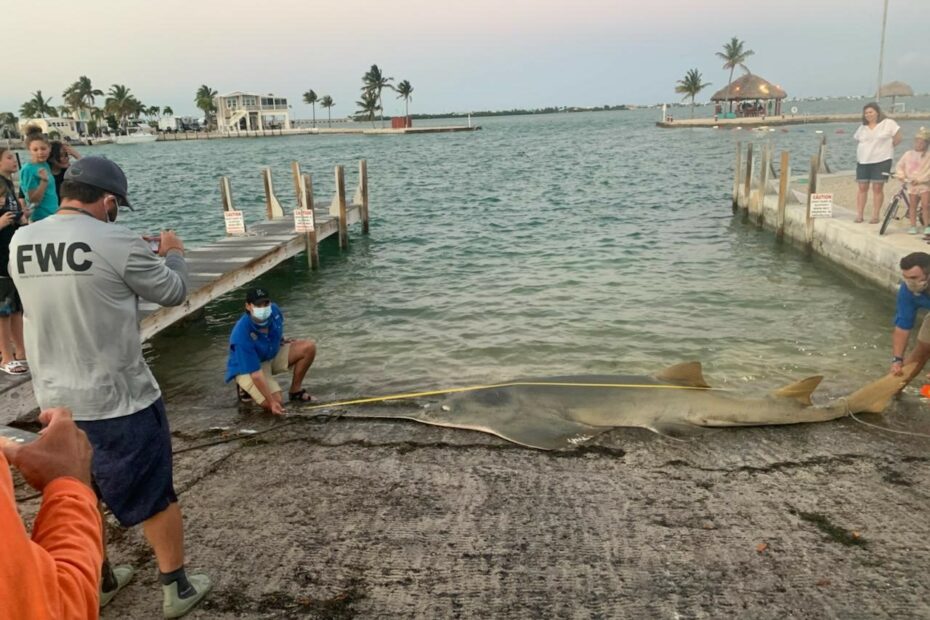 Largest Recorded Smalltooth Sawfish Washes Up Dead In Florida | Live Science