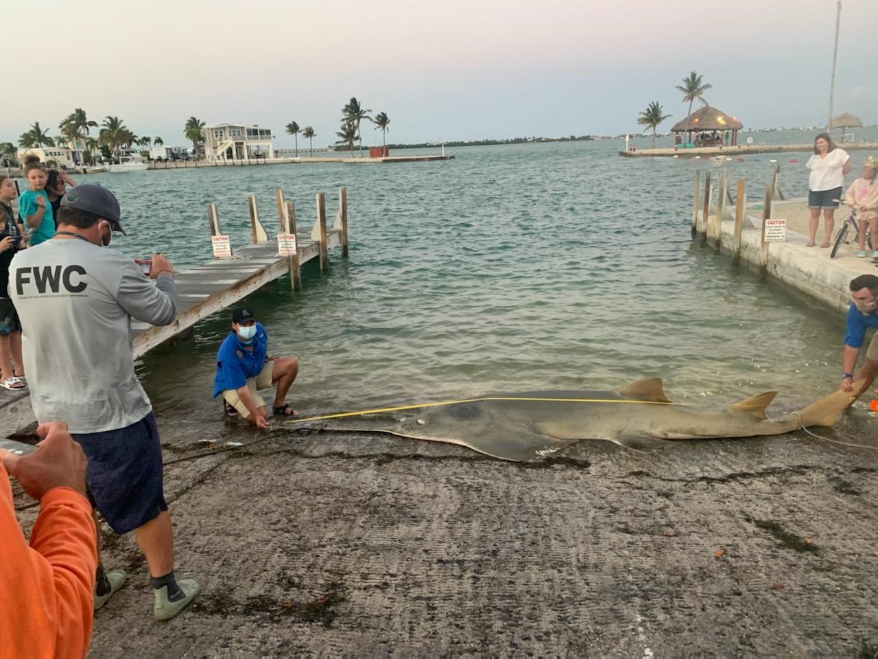 Largest Recorded Smalltooth Sawfish Washes Up Dead In Florida | Live Science