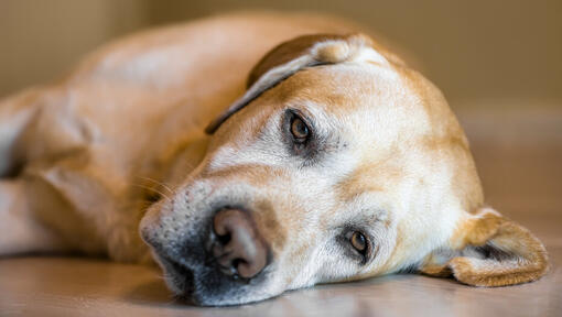 Gastroenteritis In Dogs: Symptoms & Treatment | Purina