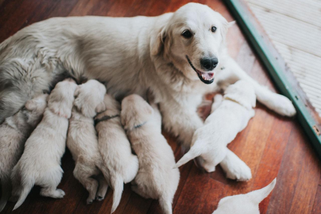 Helping A Dog In Labor