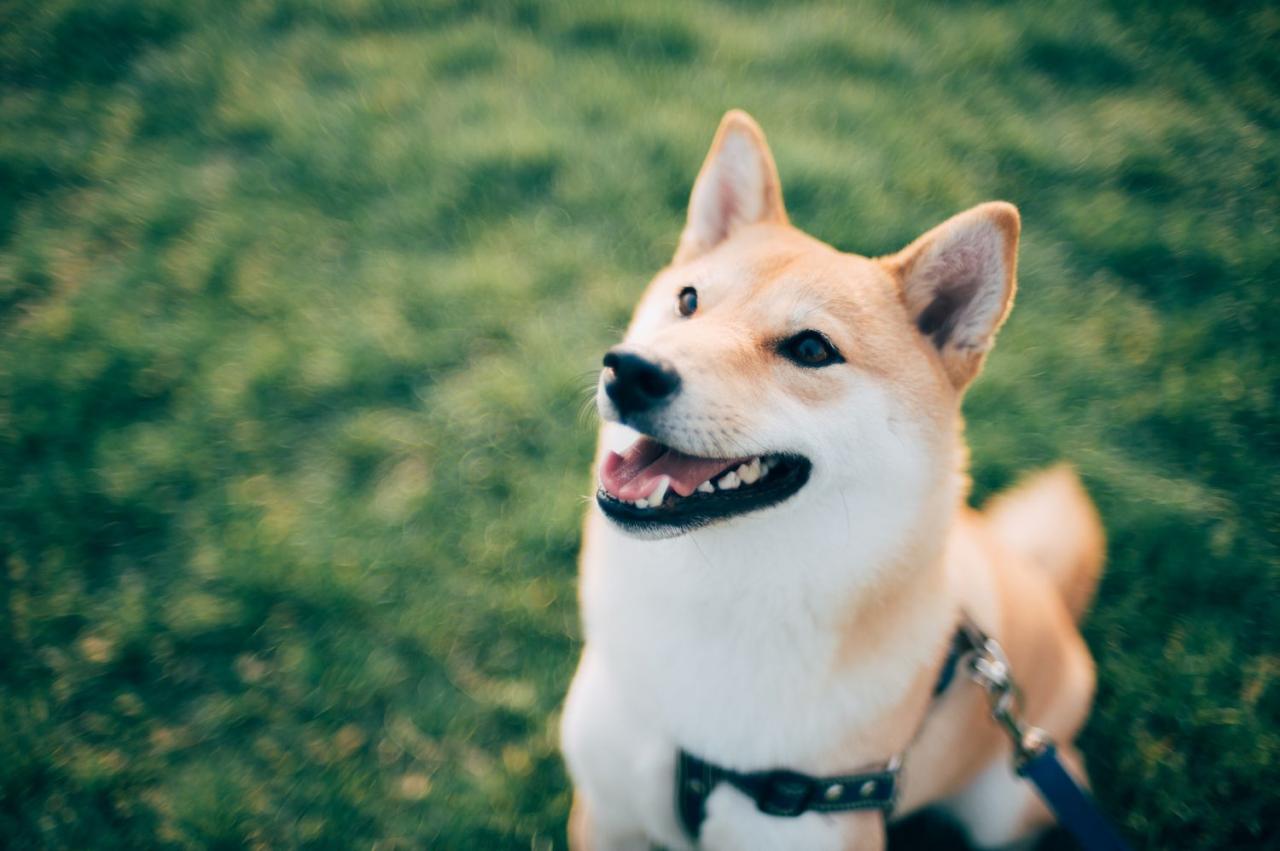 13 Dog Breeds That Look The Most Like Foxes