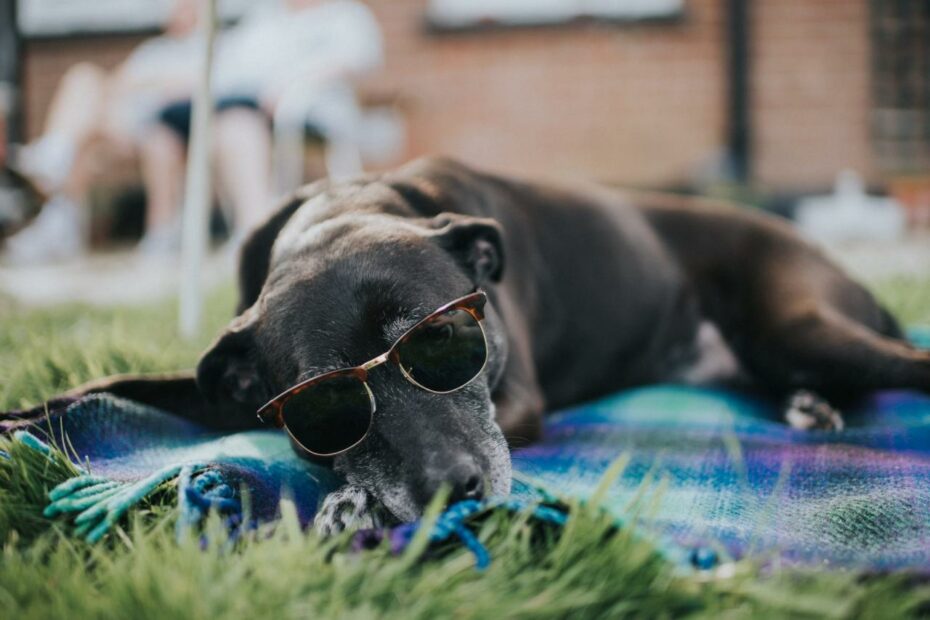 What & When Are The Dog Days Of Summer? | Reader'S Digest