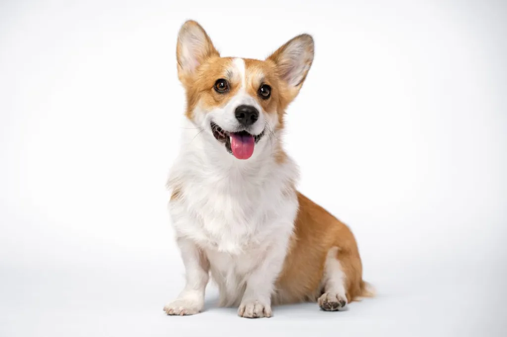 Pembroke Welsh Corgi Dog Breed Information & Characteristics