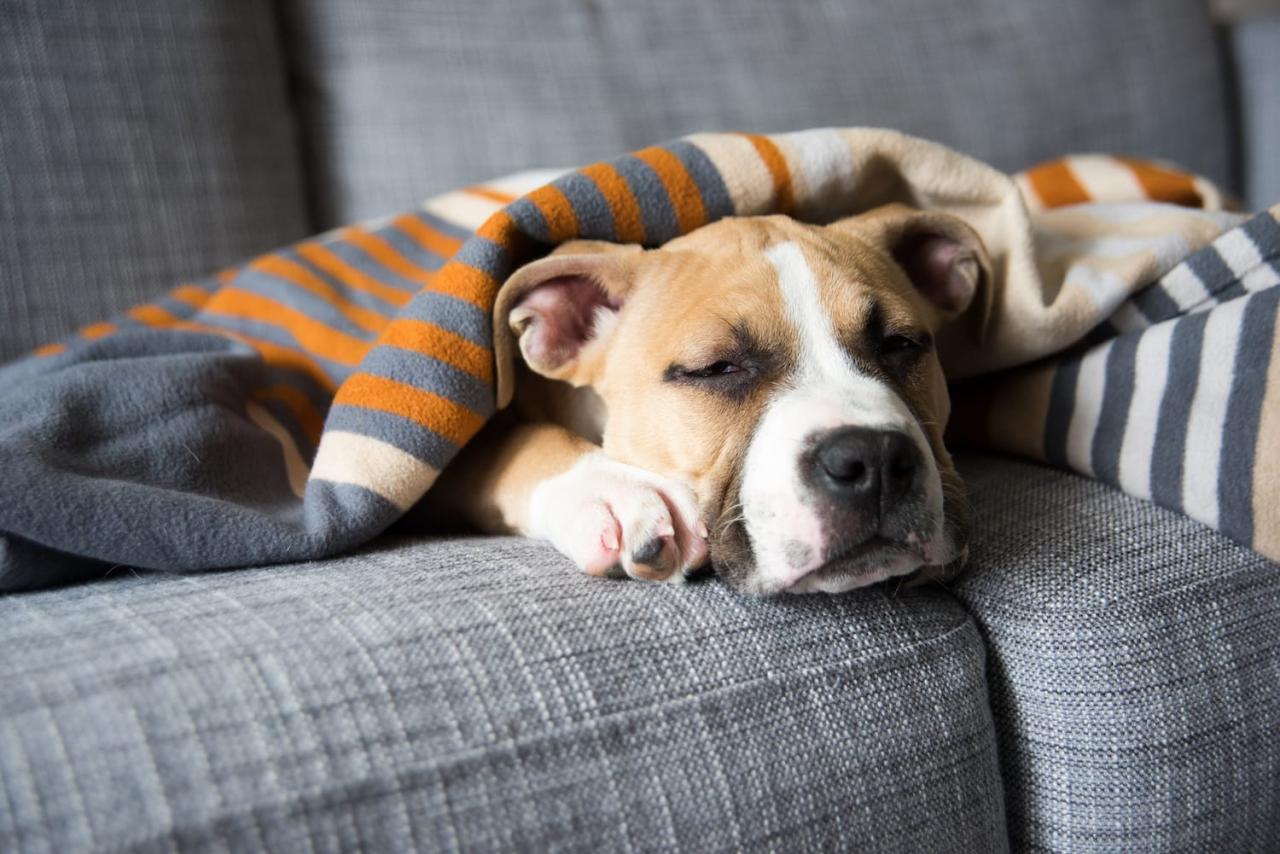 How Much Sleep Your Dog Needs | Sleep Foundation