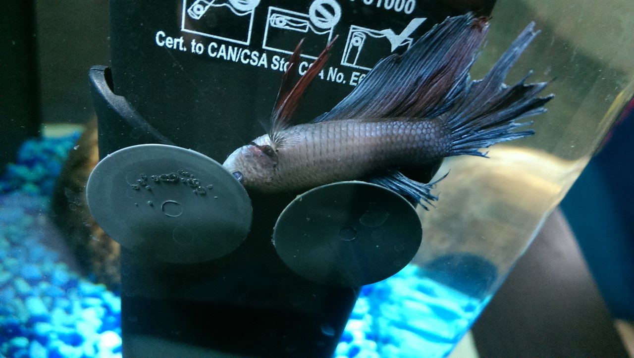 Betta Laying At Bottom Of Tank, Not Eating, Pale, Barely Breathing | My  Aquarium Club