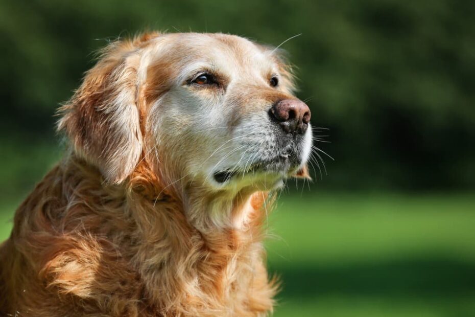 Senior Dog Food Guide For Older Dogs - Nom Nom