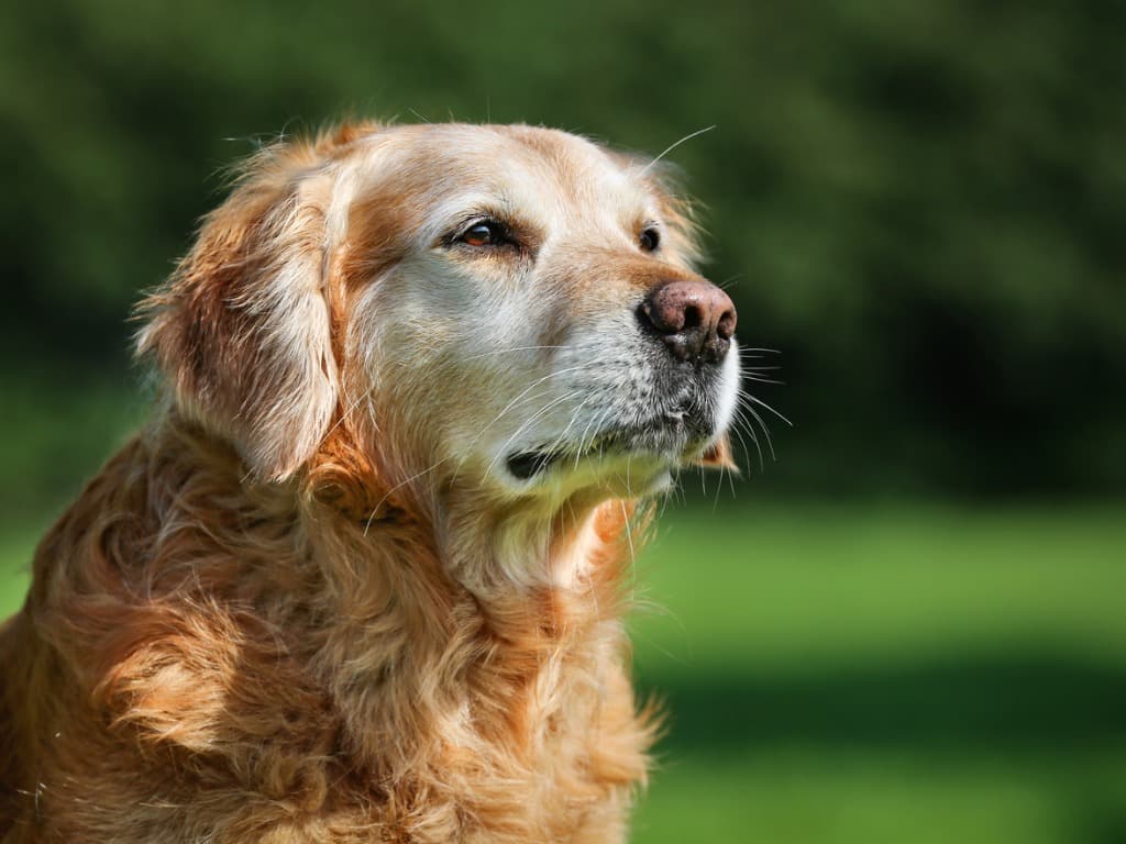 Senior Dog Food Guide For Older Dogs - Nom Nom
