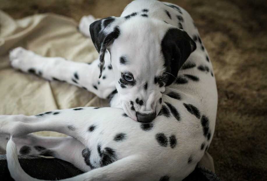 Are Dalmatians Aggressive? -