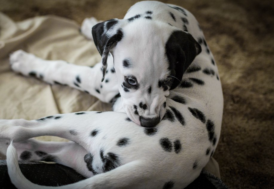 Are Dalmatians Aggressive? -