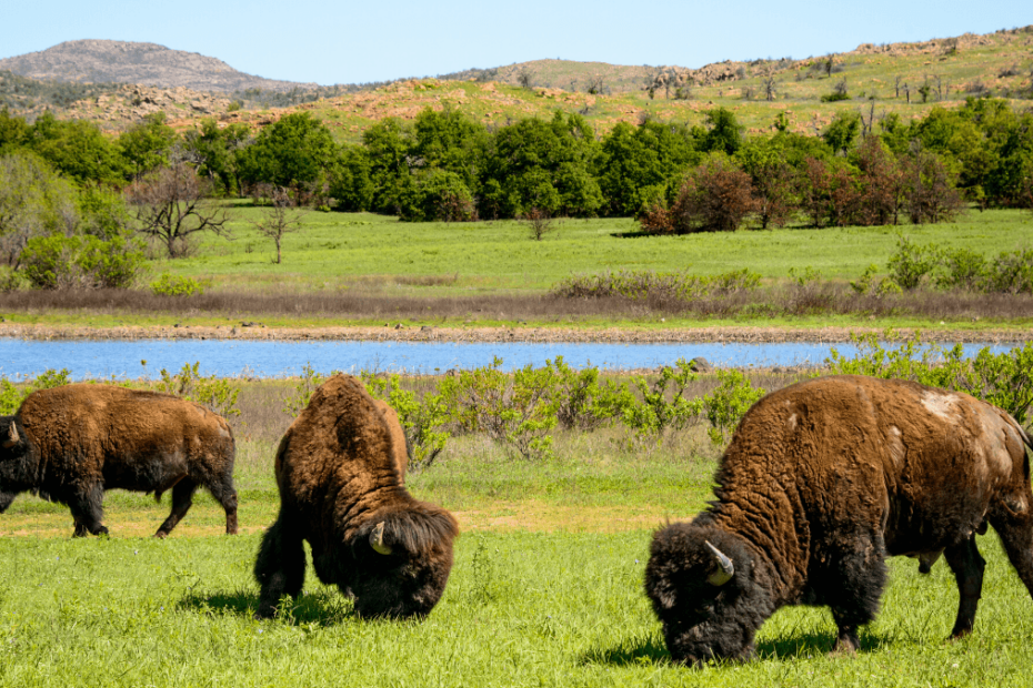 Best National Parks In Oklahoma - For Her About Her By Her