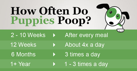 The Whole Scoop About Puppy Poop – Porch Potty Usa