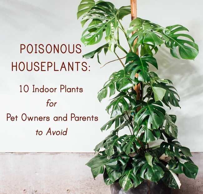 Poisonous Houseplants: 10 Indoor Plants For Pet Owners And Parents To –  Pistils Nursery