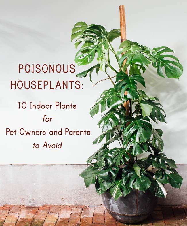 Poisonous Houseplants: 10 Indoor Plants For Pet Owners And Parents To –  Pistils Nursery