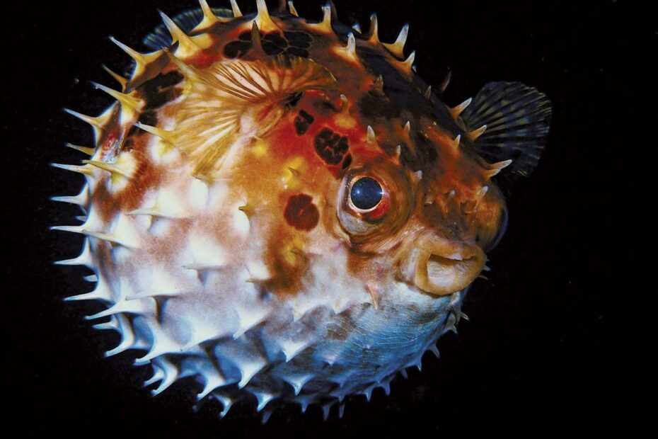 10 Of The World'S Most Dangerous Fish | Britannica